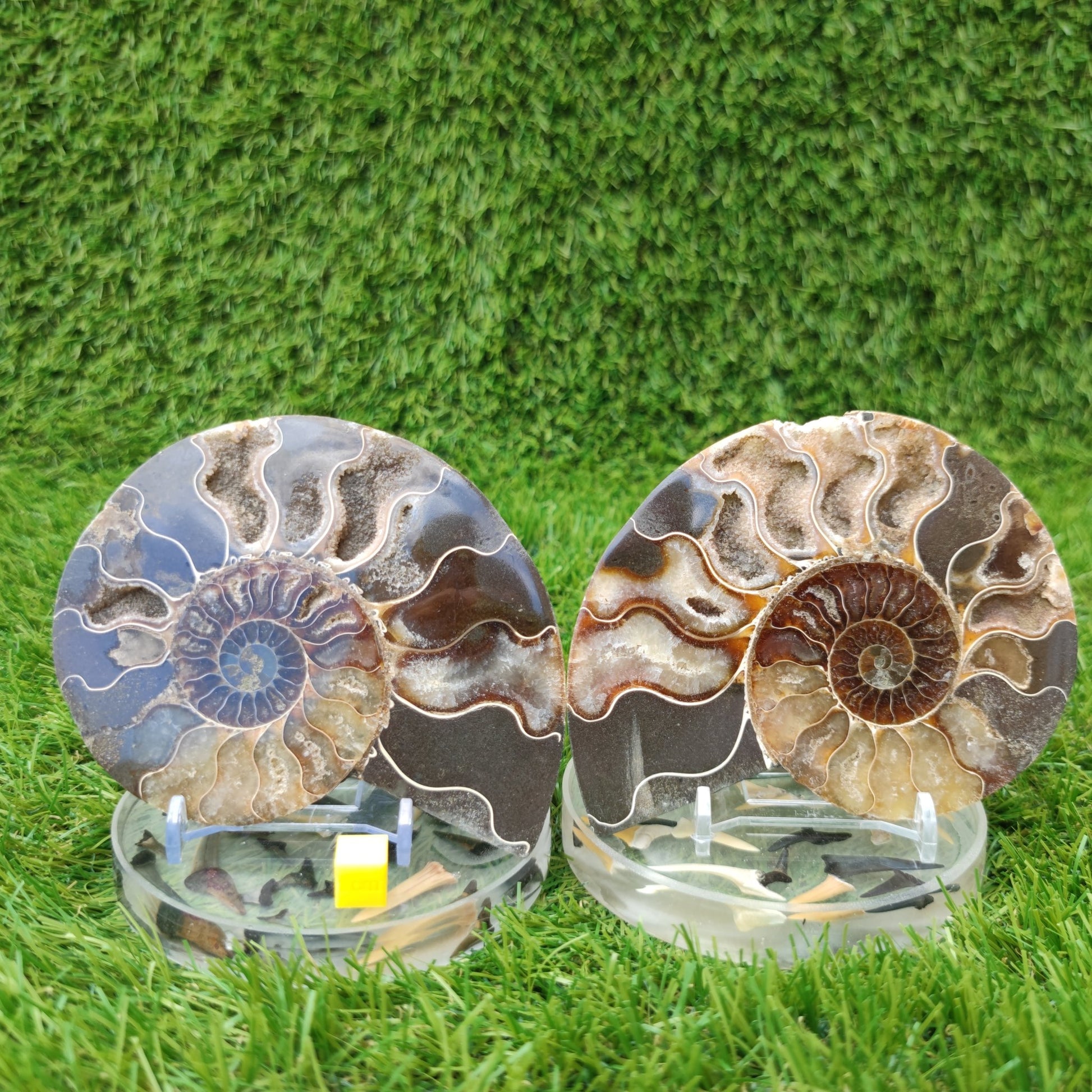 Fossil ammonite polished Madagascar - North Yorkshire Fossils