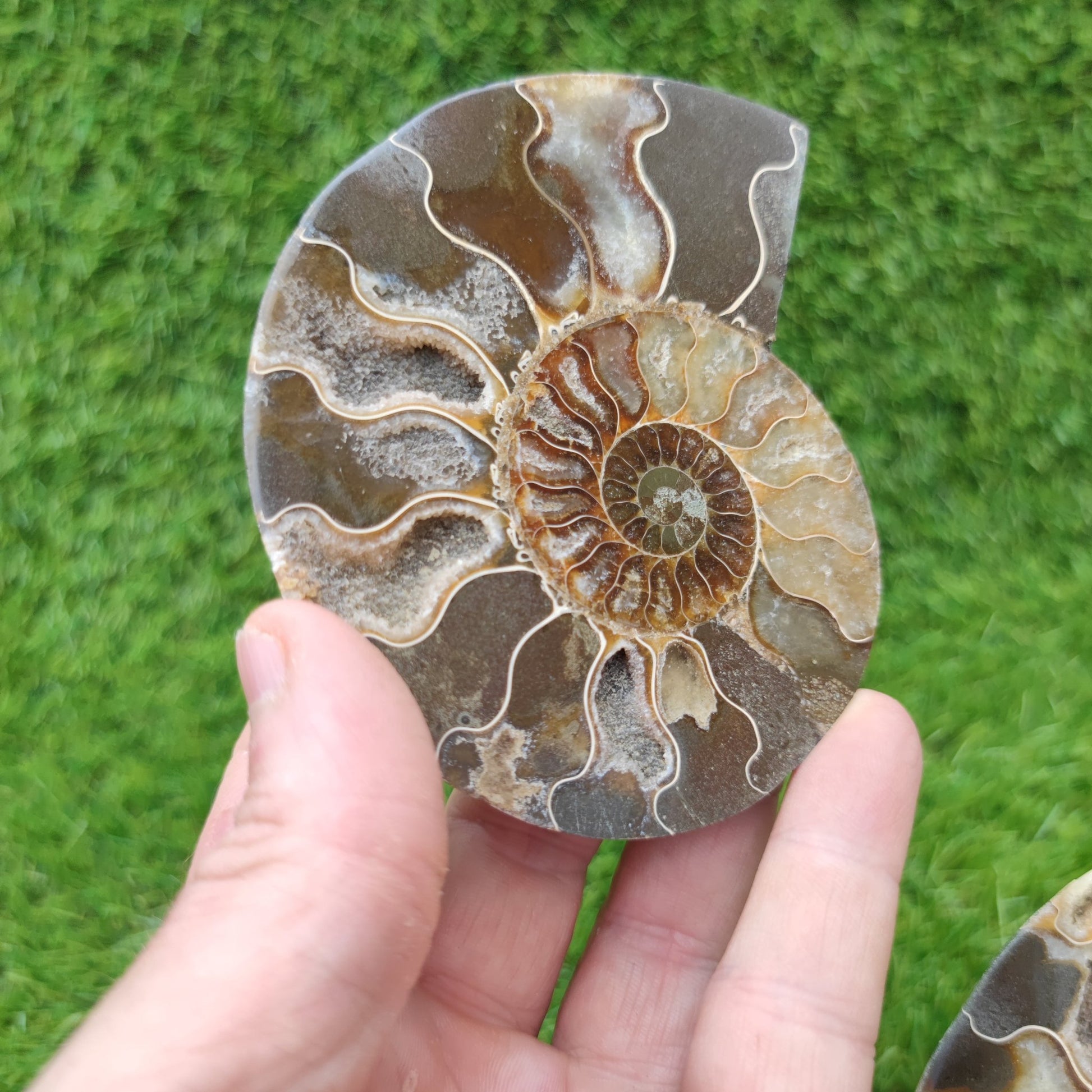 Fossil ammonite polished Madagascar - North Yorkshire Fossils