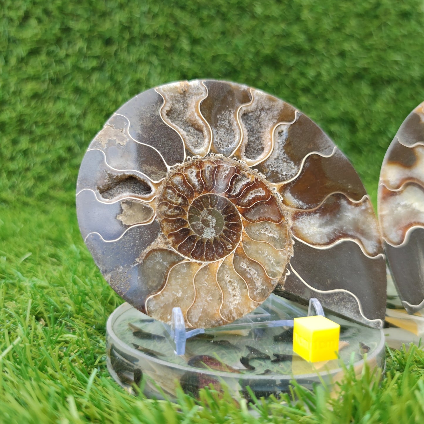 Fossil ammonite polished Madagascar - North Yorkshire Fossils