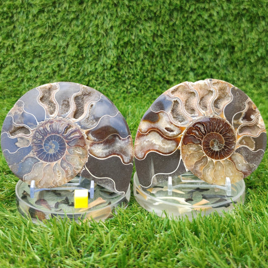 Fossil ammonite polished Madagascar - North Yorkshire Fossils