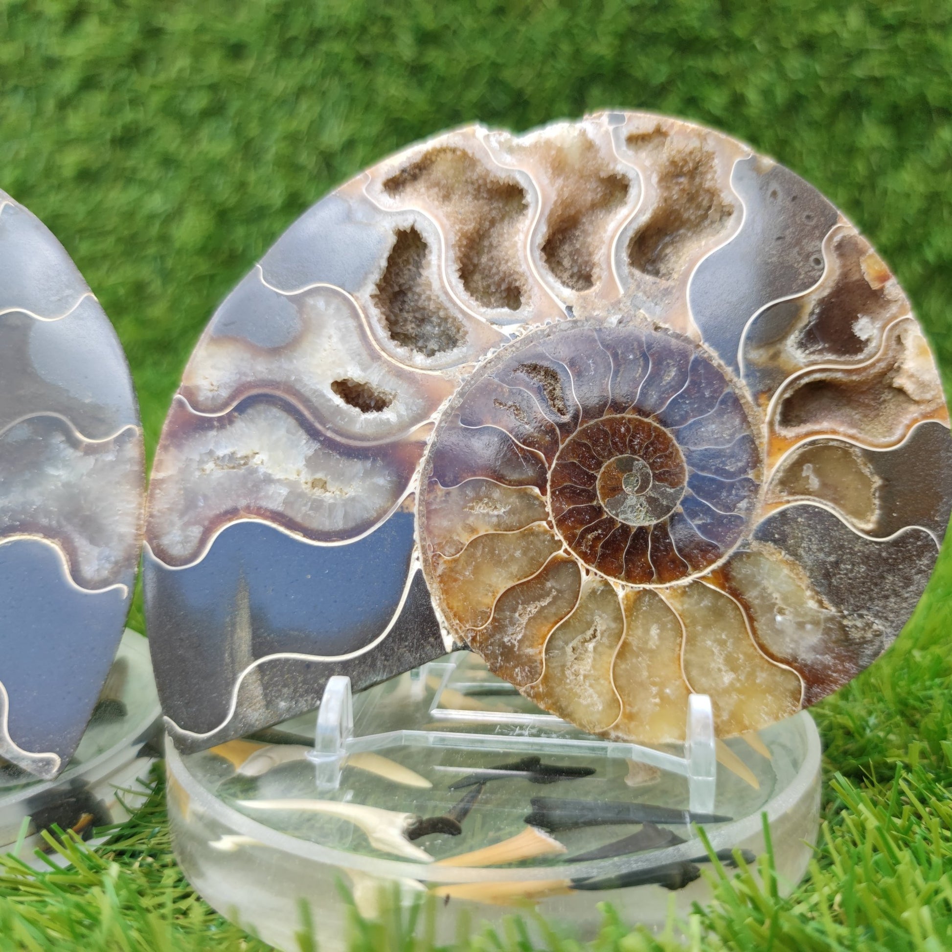 Fossil ammonite polished Madagascar - North Yorkshire Fossils