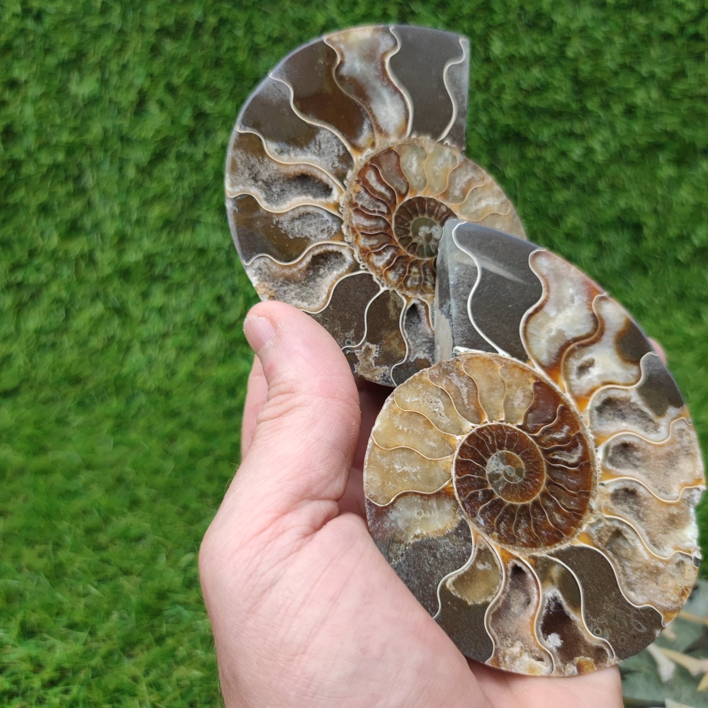 Fossil ammonite polished Madagascar - North Yorkshire Fossils