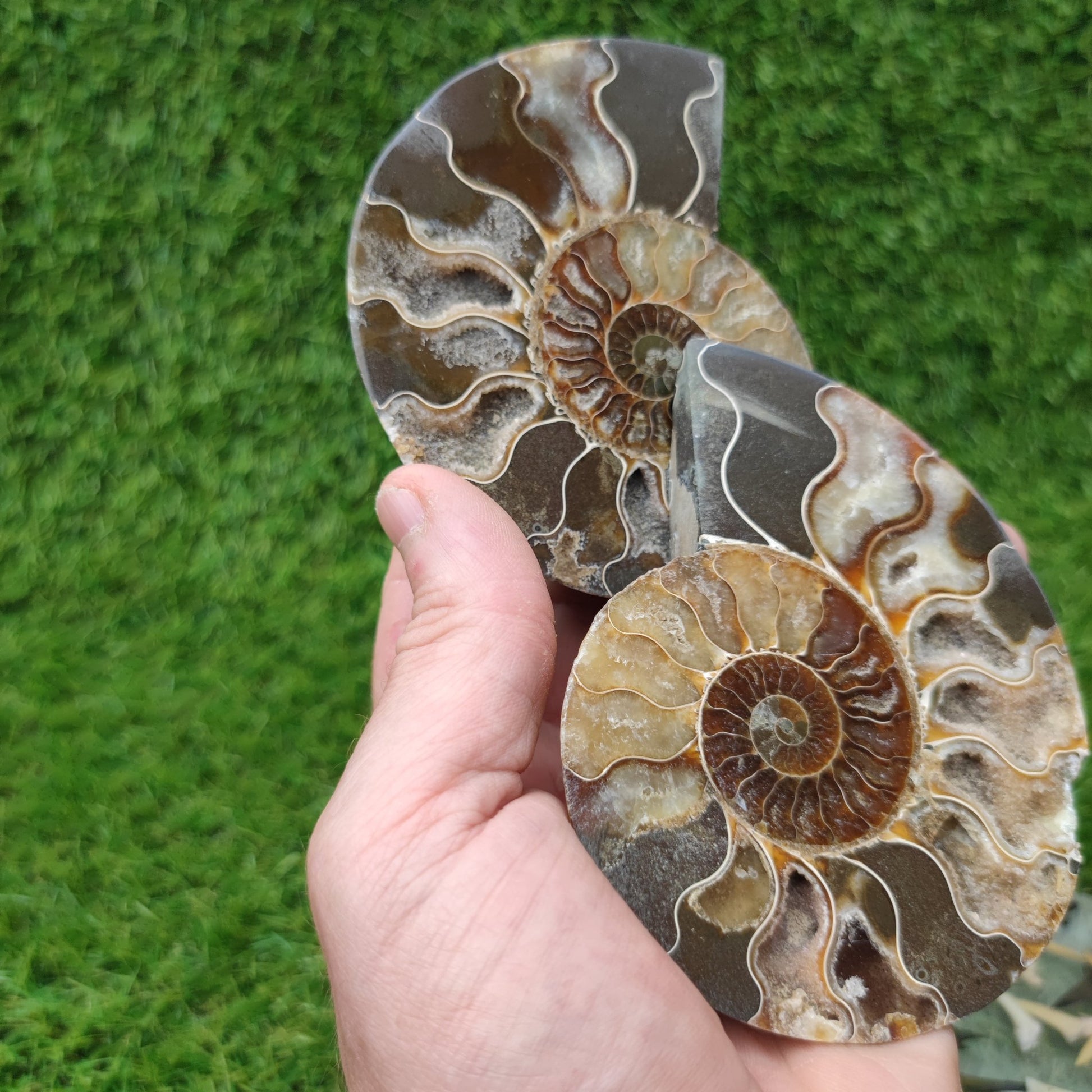 Fossil ammonite polished Madagascar - North Yorkshire Fossils