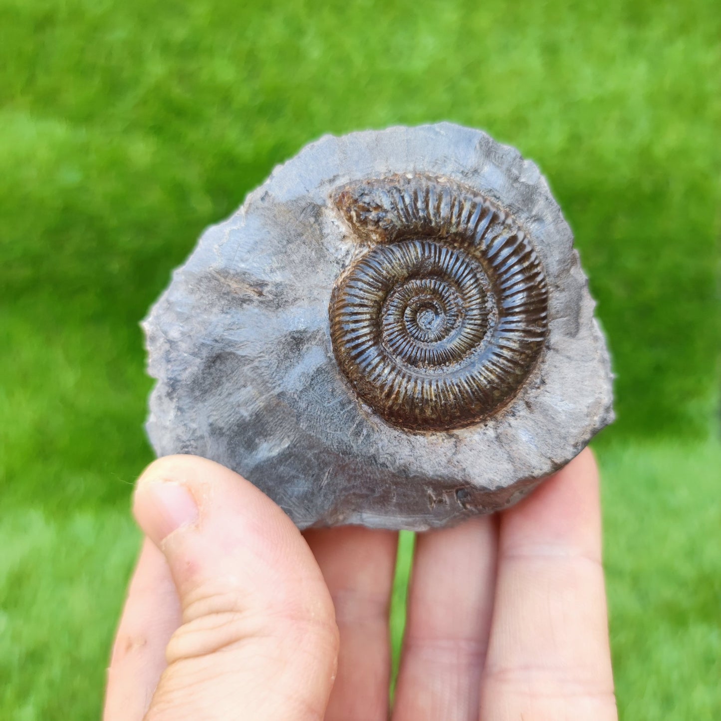 Fossil ammonite Runswick bay UK - North Yorkshire Fossils