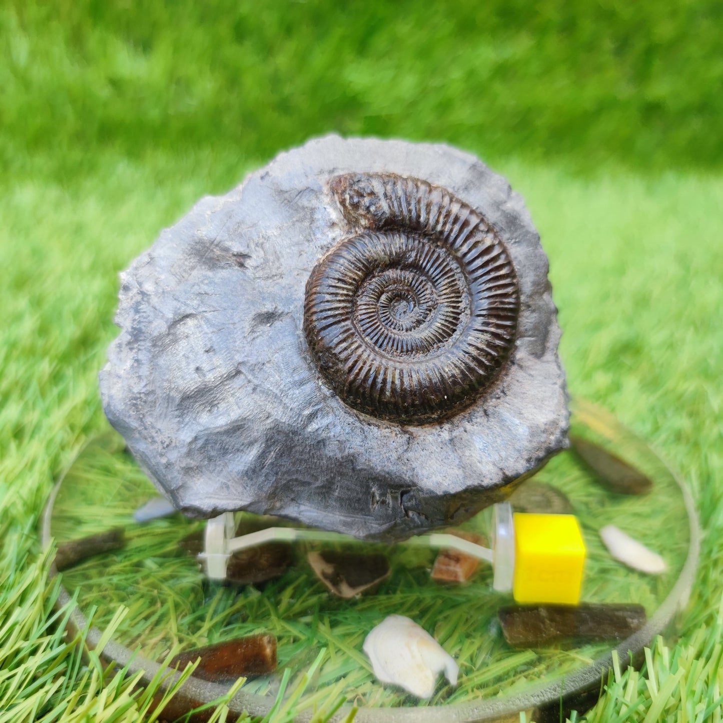 Fossil ammonite Runswick bay UK - North Yorkshire Fossils