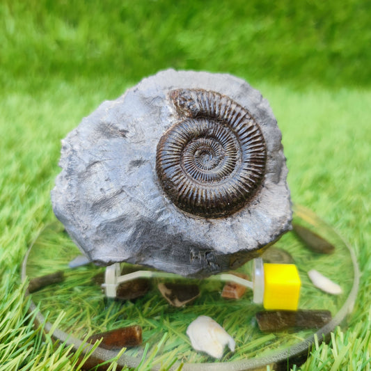 Fossil ammonite Runswick bay UK - North Yorkshire Fossils