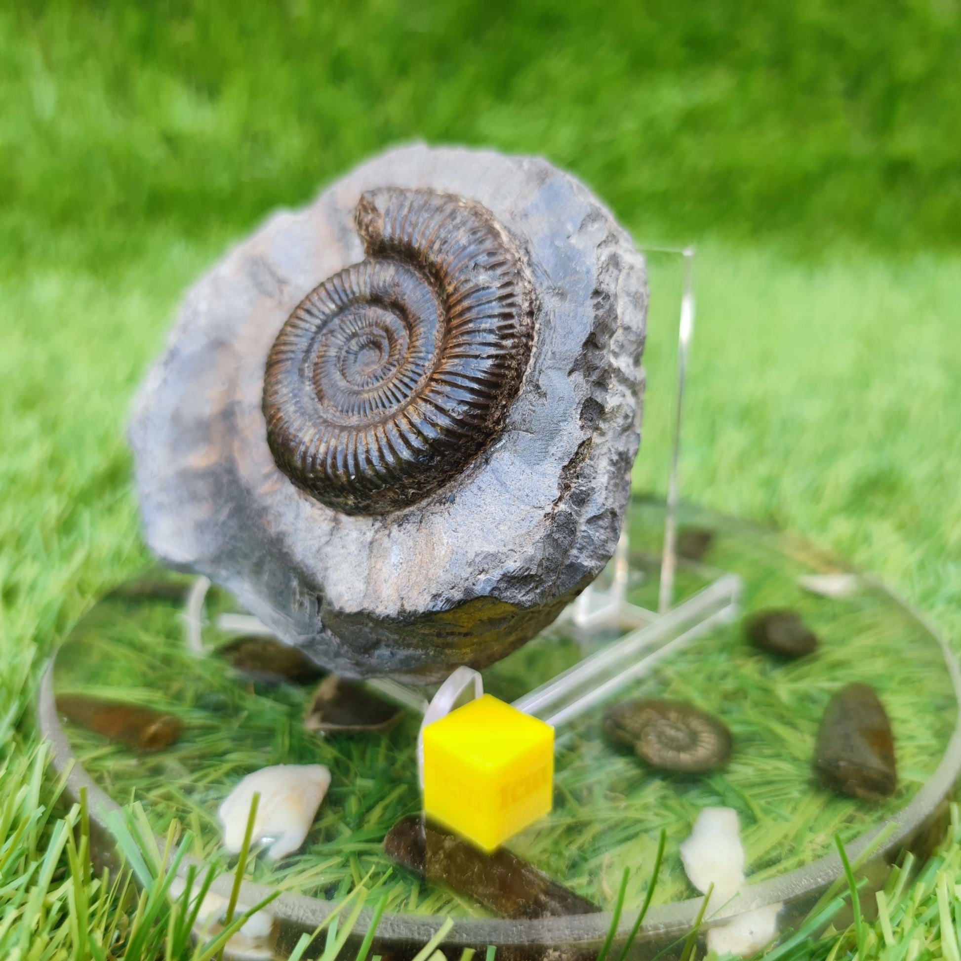 Fossil ammonite Runswick bay UK - North Yorkshire Fossils