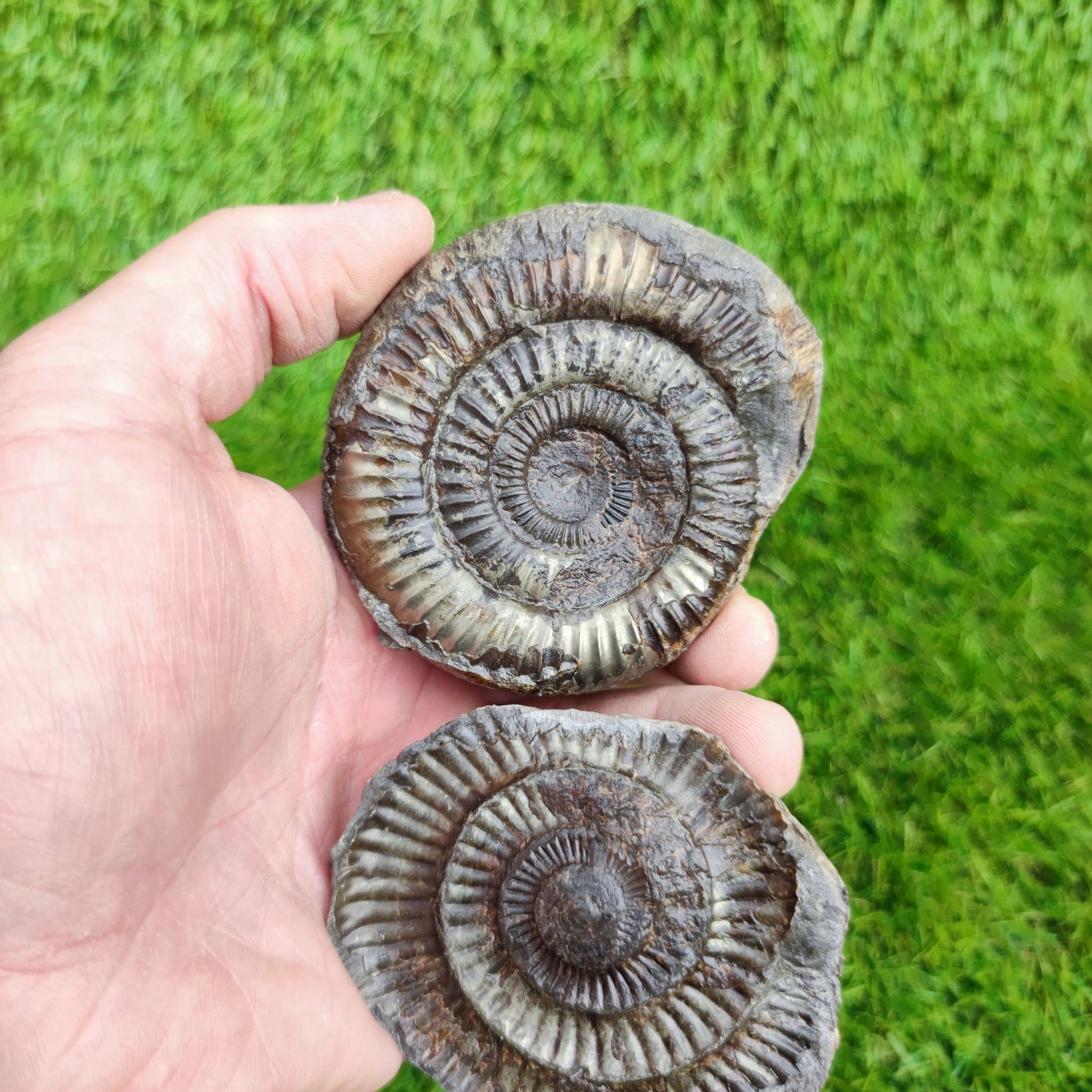 Fossil ammonite split pair golden colour Whitby - North Yorkshire Fossils