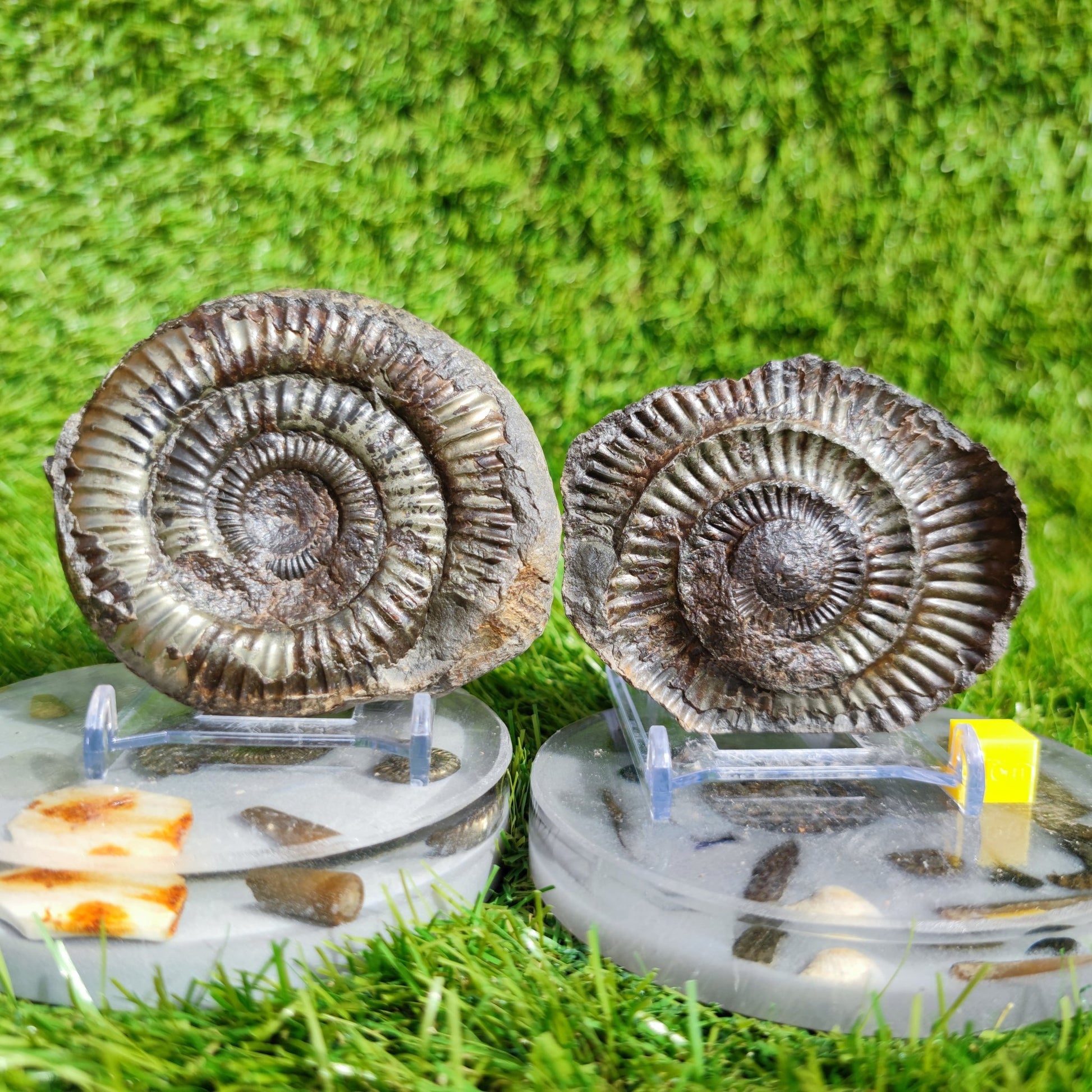 Fossil ammonite split pair golden colour Whitby - North Yorkshire Fossils