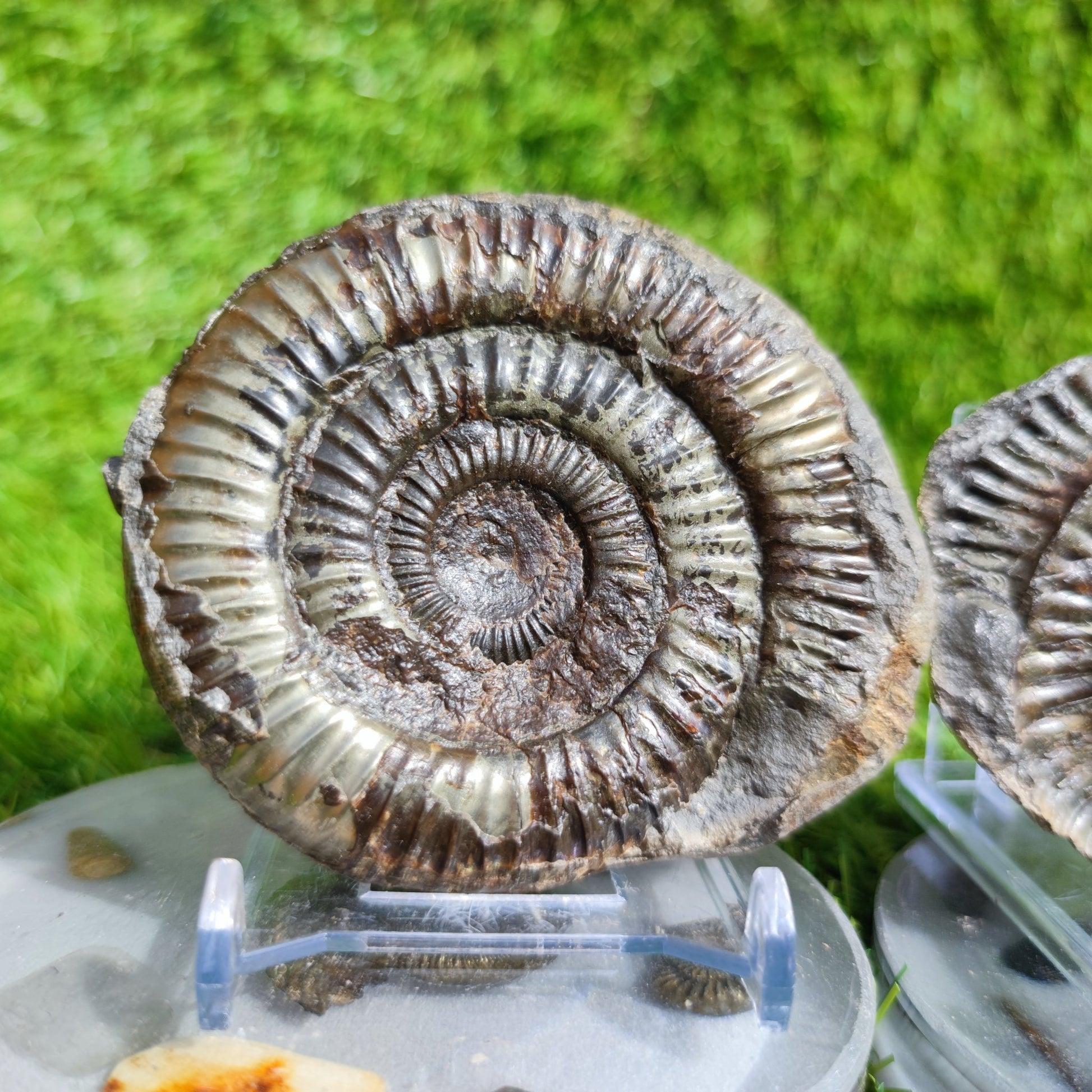 Fossil ammonite split pair golden colour Whitby - North Yorkshire Fossils
