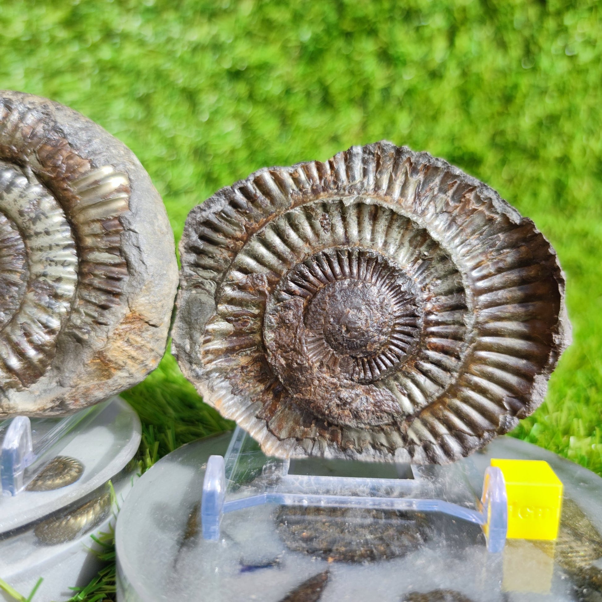 Fossil ammonite split pair golden colour Whitby - North Yorkshire Fossils