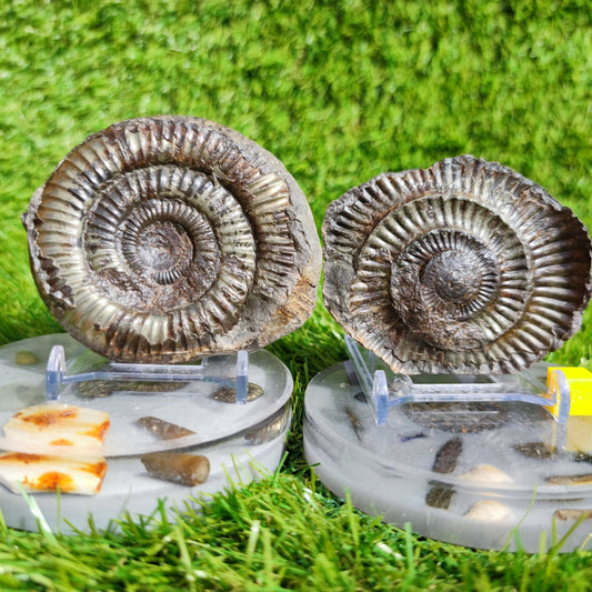 Fossil ammonite split pair golden colour Whitby - North Yorkshire Fossils
