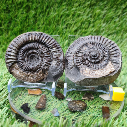 Fossil - Ammonite split pair Whitby Yorkshire - North Yorkshire Fossils