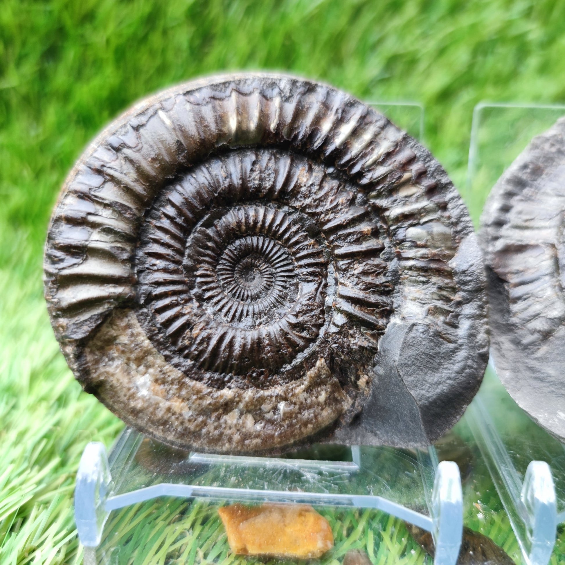 Fossil - Ammonite split pair Whitby Yorkshire - North Yorkshire Fossils