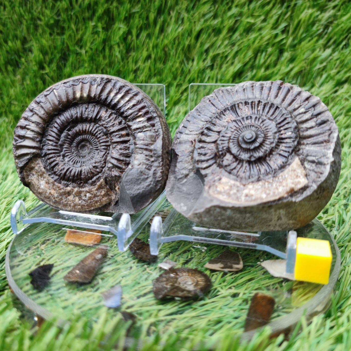 Fossil - Ammonite split pair Whitby Yorkshire - North Yorkshire Fossils