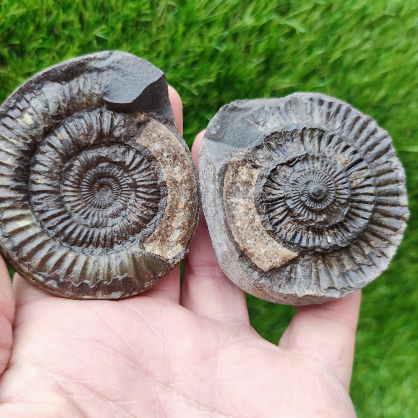 Fossil - Ammonite split pair Whitby Yorkshire - North Yorkshire Fossils