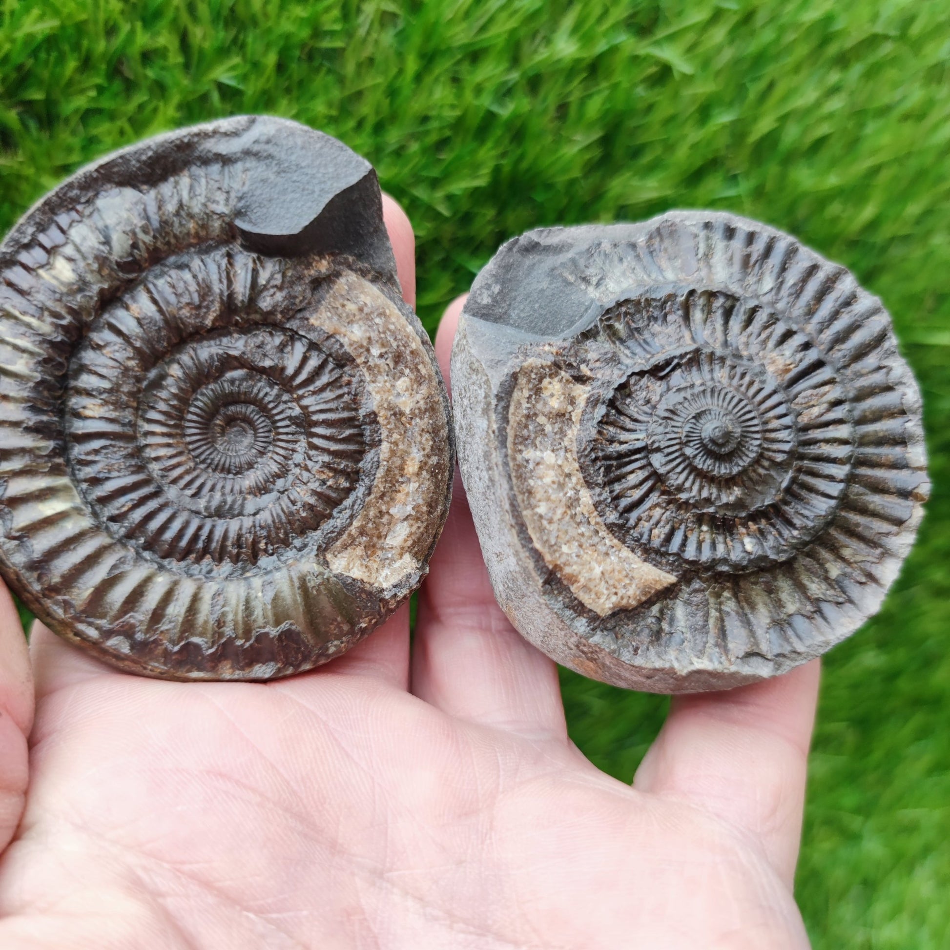 Fossil - Ammonite split pair Whitby Yorkshire - North Yorkshire Fossils