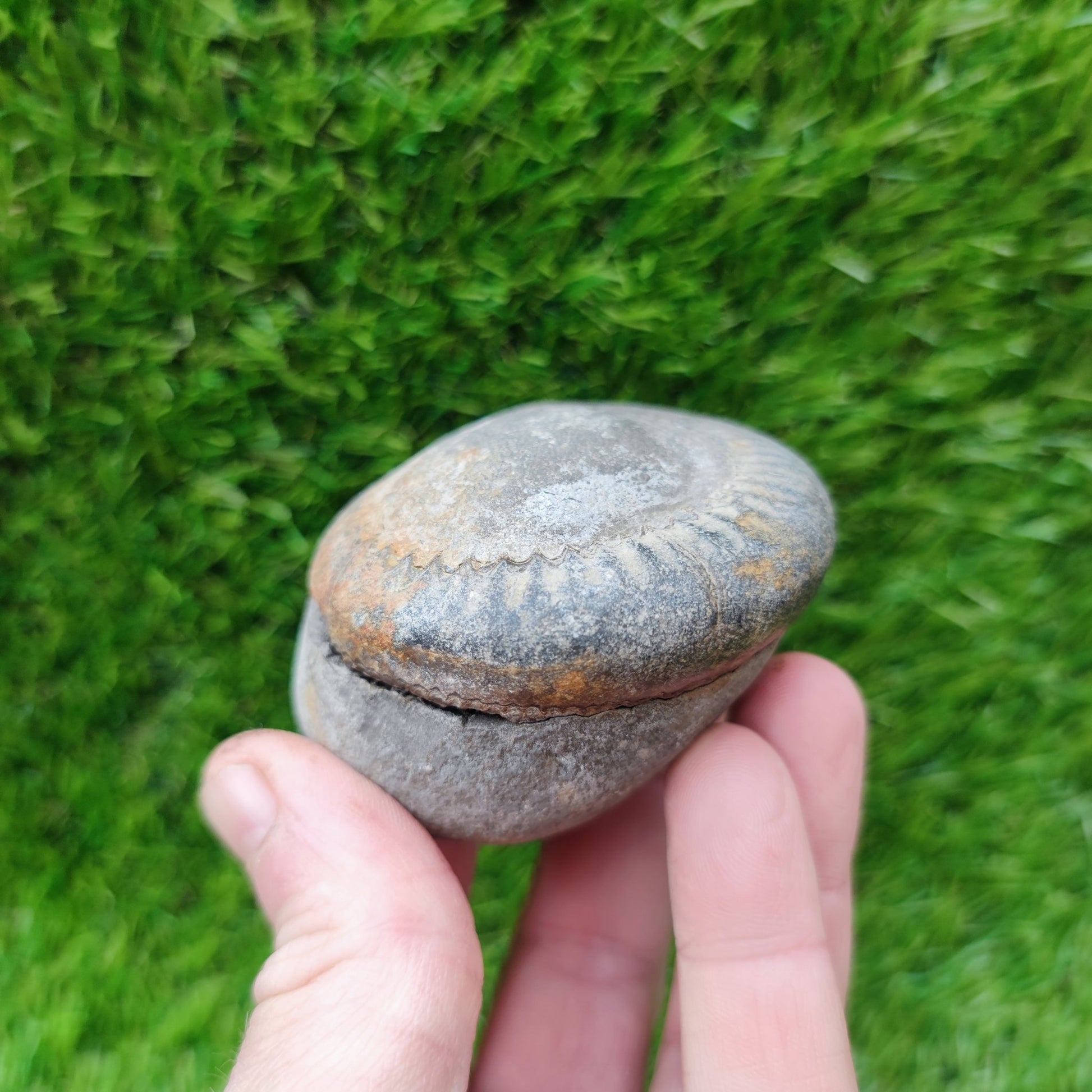 Fossil - Ammonite split pair Whitby Yorkshire - North Yorkshire Fossils