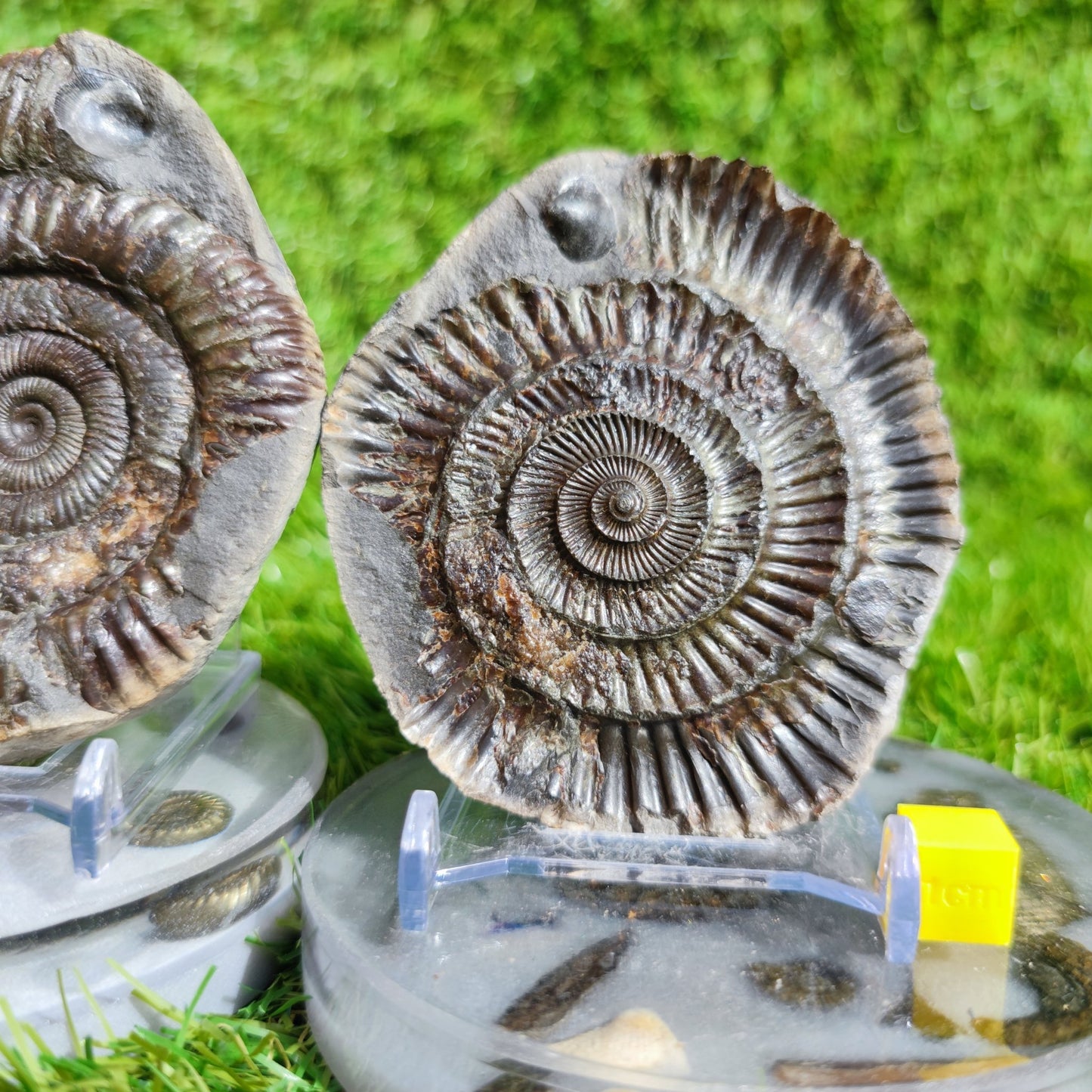 Fossil ammonite split pair with shell North Yorkshire Fossils large - North Yorkshire Fossils