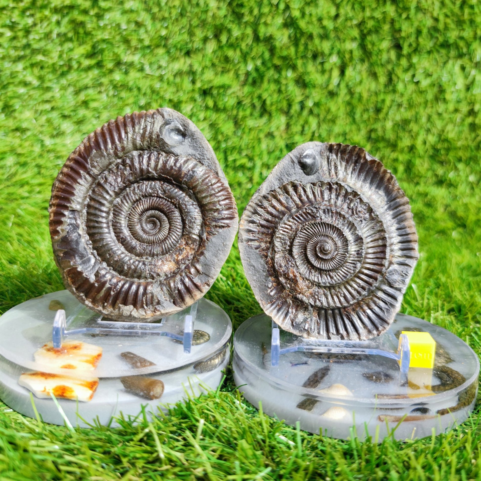 Fossil ammonite split pair with shell North Yorkshire Fossils large - North Yorkshire Fossils