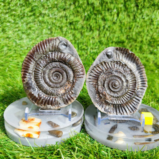 Fossil ammonite split pair with shell North Yorkshire Fossils large - North Yorkshire Fossils