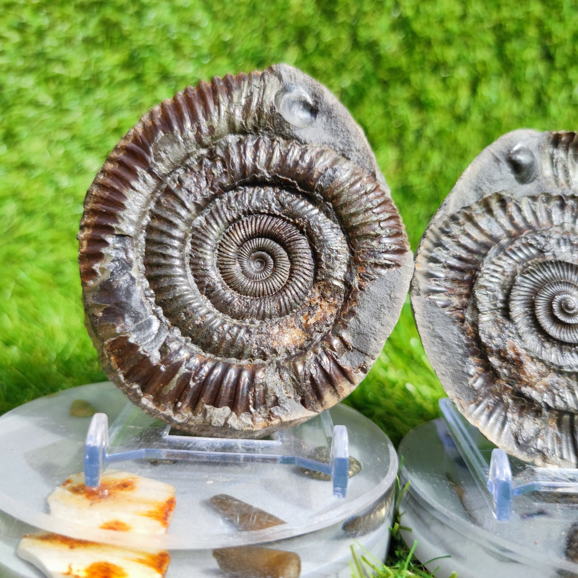 Fossil ammonite split pair with shell North Yorkshire Fossils large - North Yorkshire Fossils