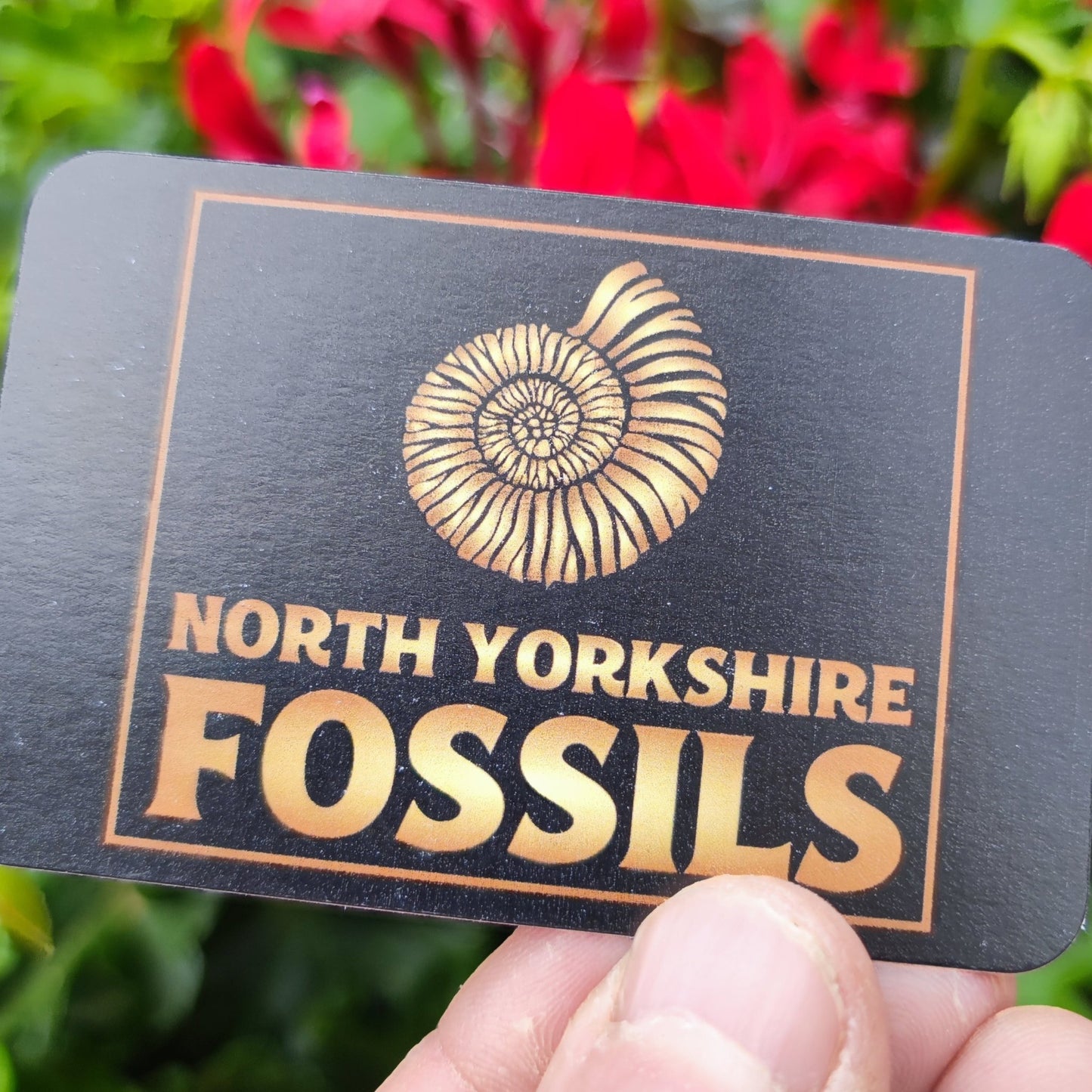 Fossil ammonite Whitby North Yorkshire - North Yorkshire Fossils