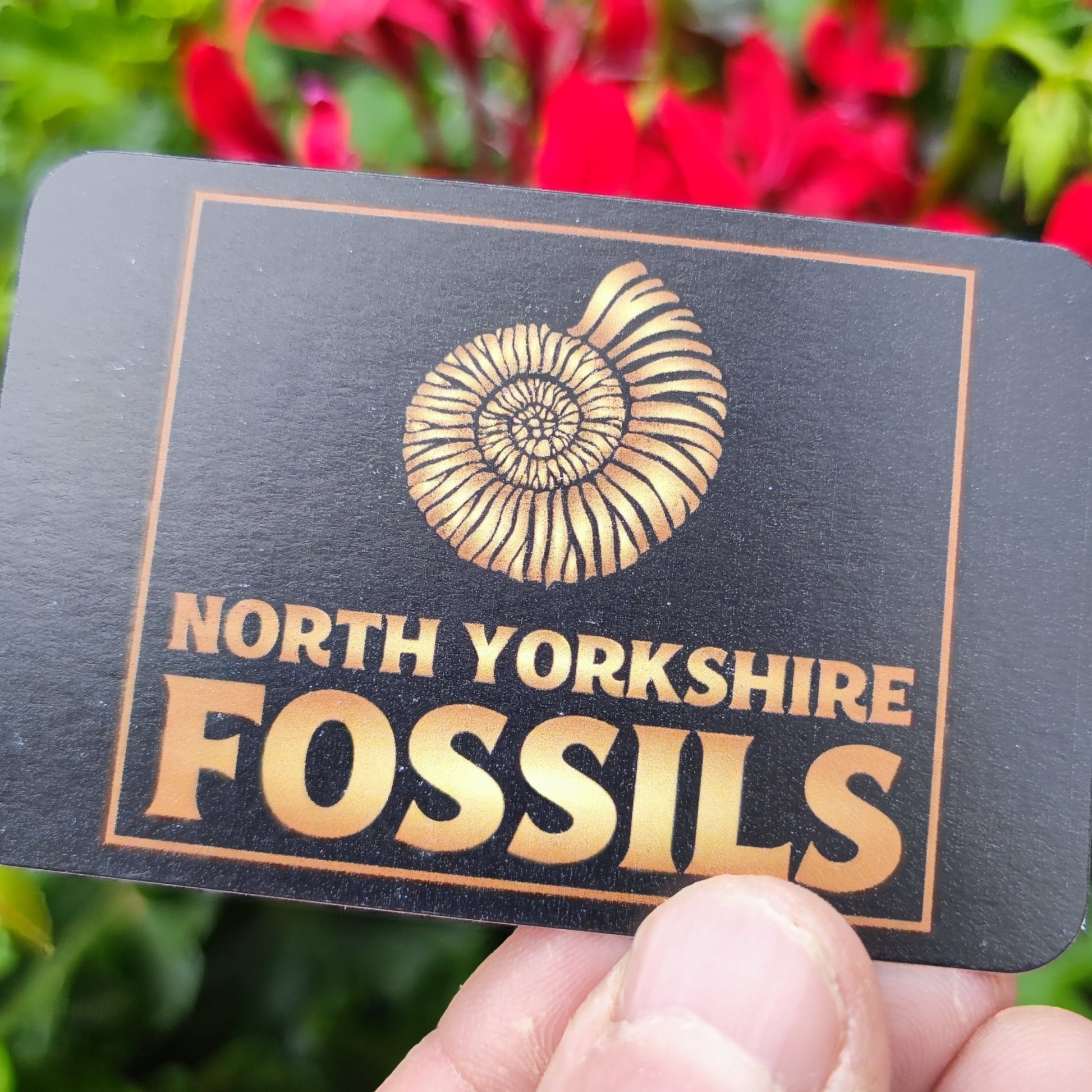 Fossil ammonite Whitby North Yorkshire - North Yorkshire Fossils
