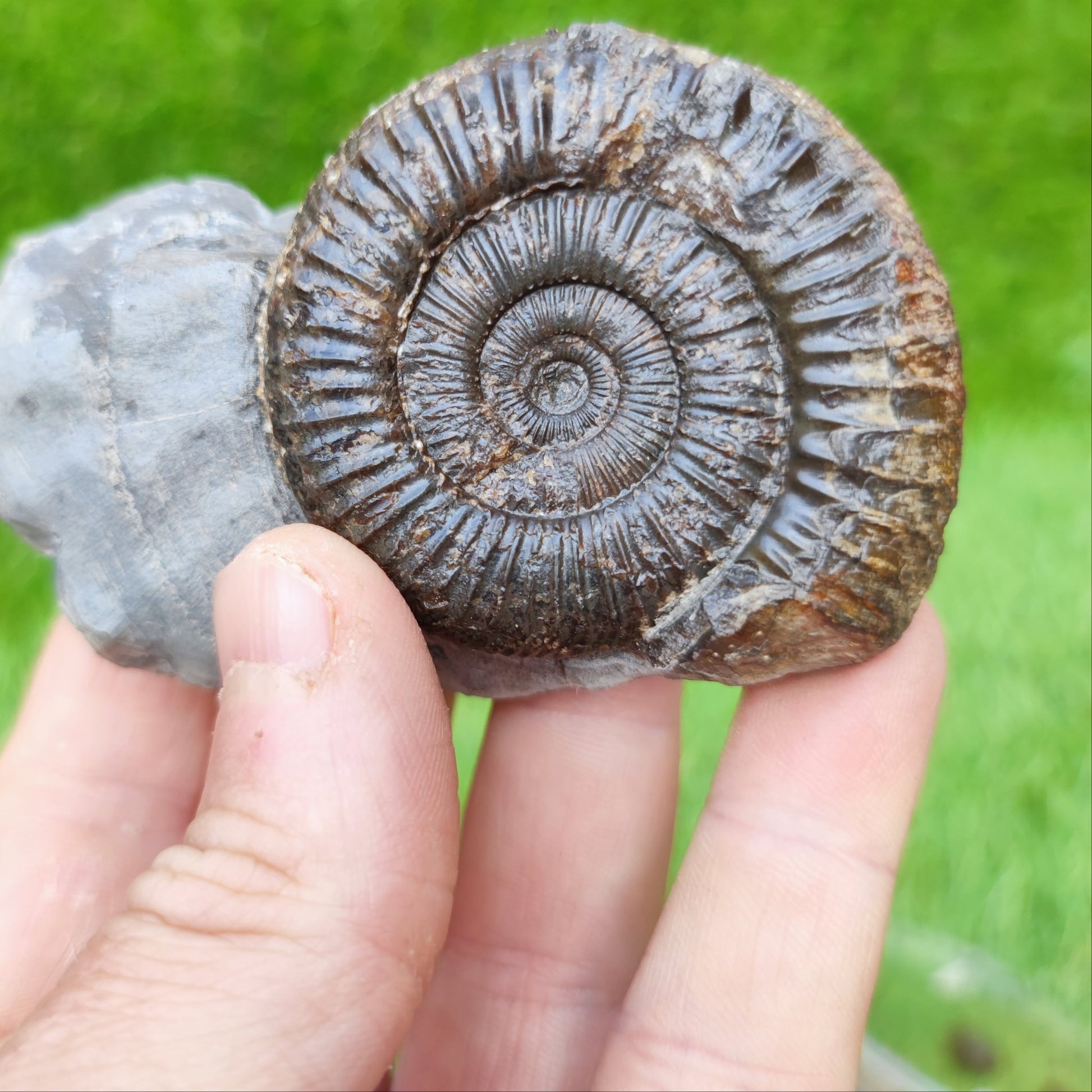 Fossil ammonite Whitby North Yorkshire - North Yorkshire Fossils