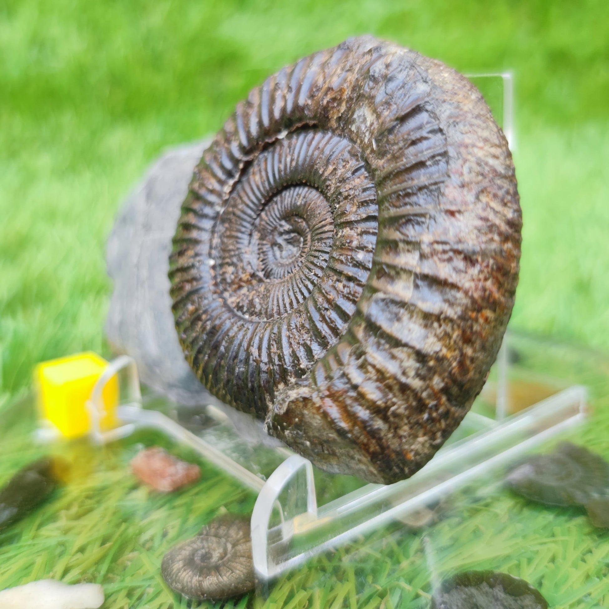 Fossil ammonite Whitby North Yorkshire - North Yorkshire Fossils