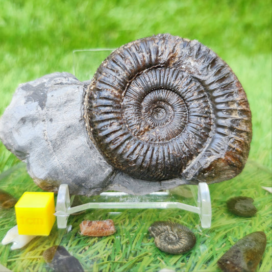 Fossil ammonite Whitby North Yorkshire - North Yorkshire Fossils