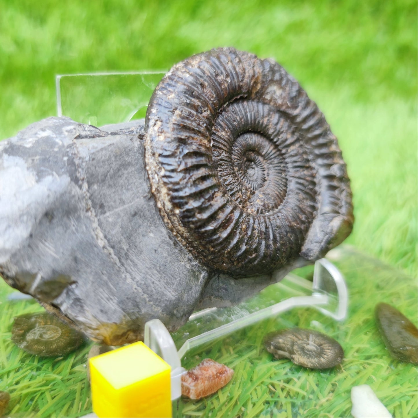 Fossil ammonite Whitby North Yorkshire - North Yorkshire Fossils
