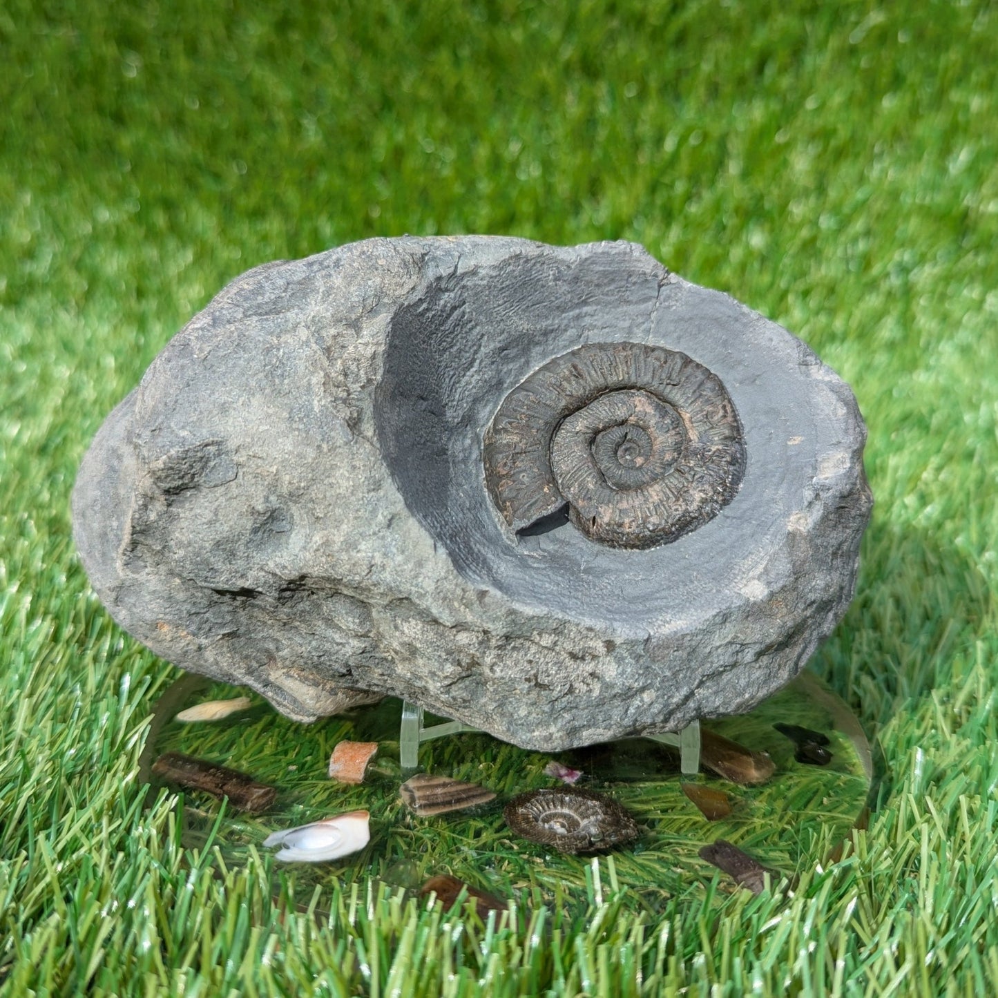 Fossil block of ammonite, belemnite, shells and wood North Yorkshire fossils - North Yorkshire Fossils