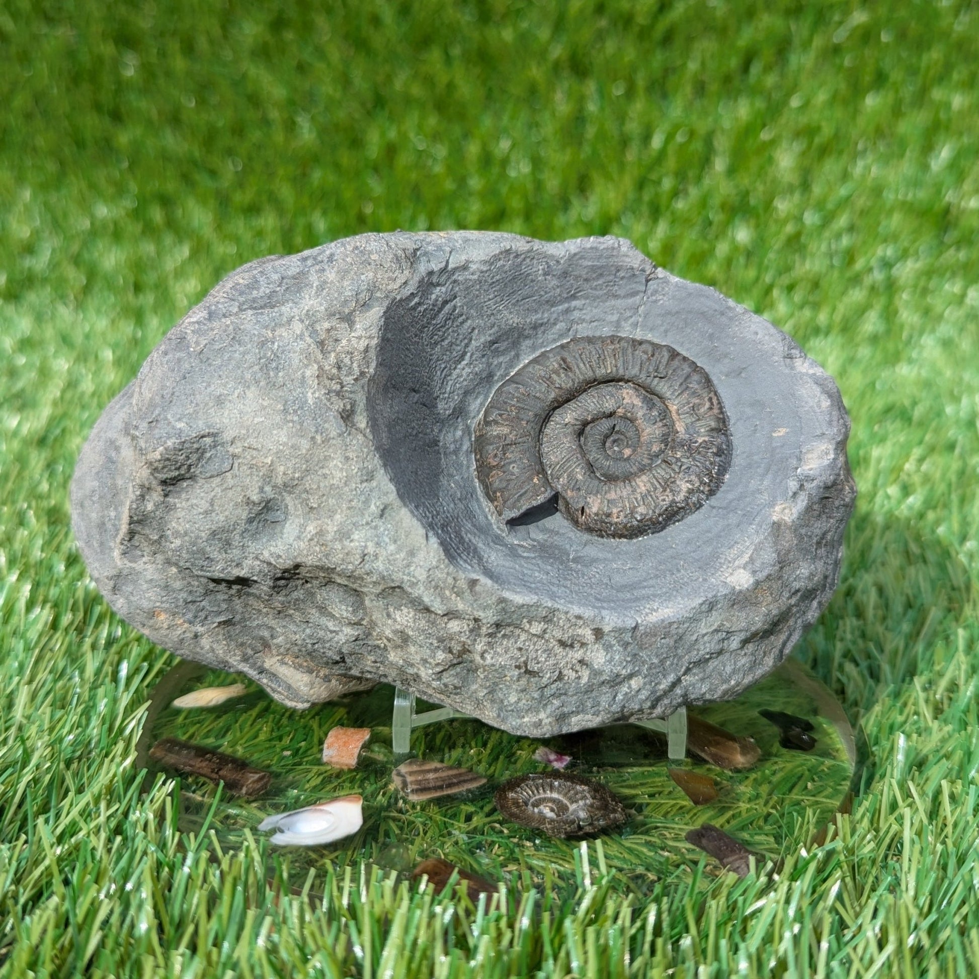 Fossil block of ammonite, belemnite, shells and wood North Yorkshire fossils - North Yorkshire Fossils