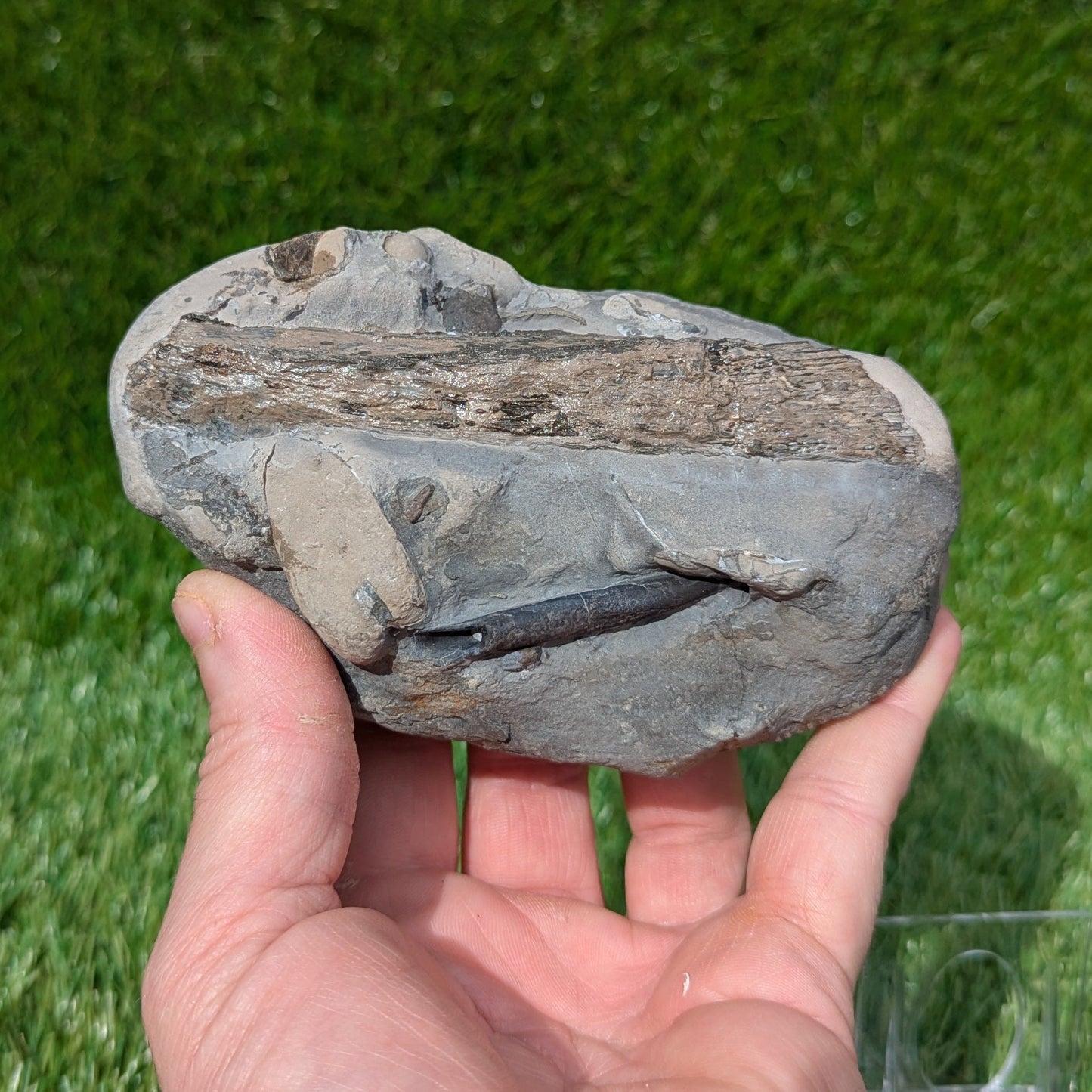 Fossil block of ammonite, belemnite, shells and wood North Yorkshire fossils - North Yorkshire Fossils