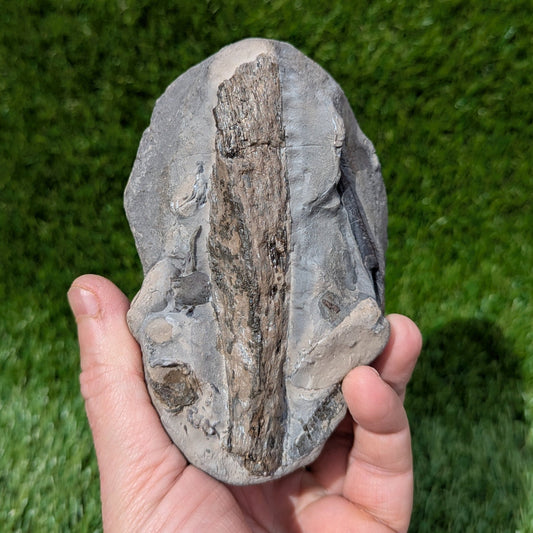 Fossil block of ammonite, belemnite, shells and wood North Yorkshire fossils - North Yorkshire Fossils