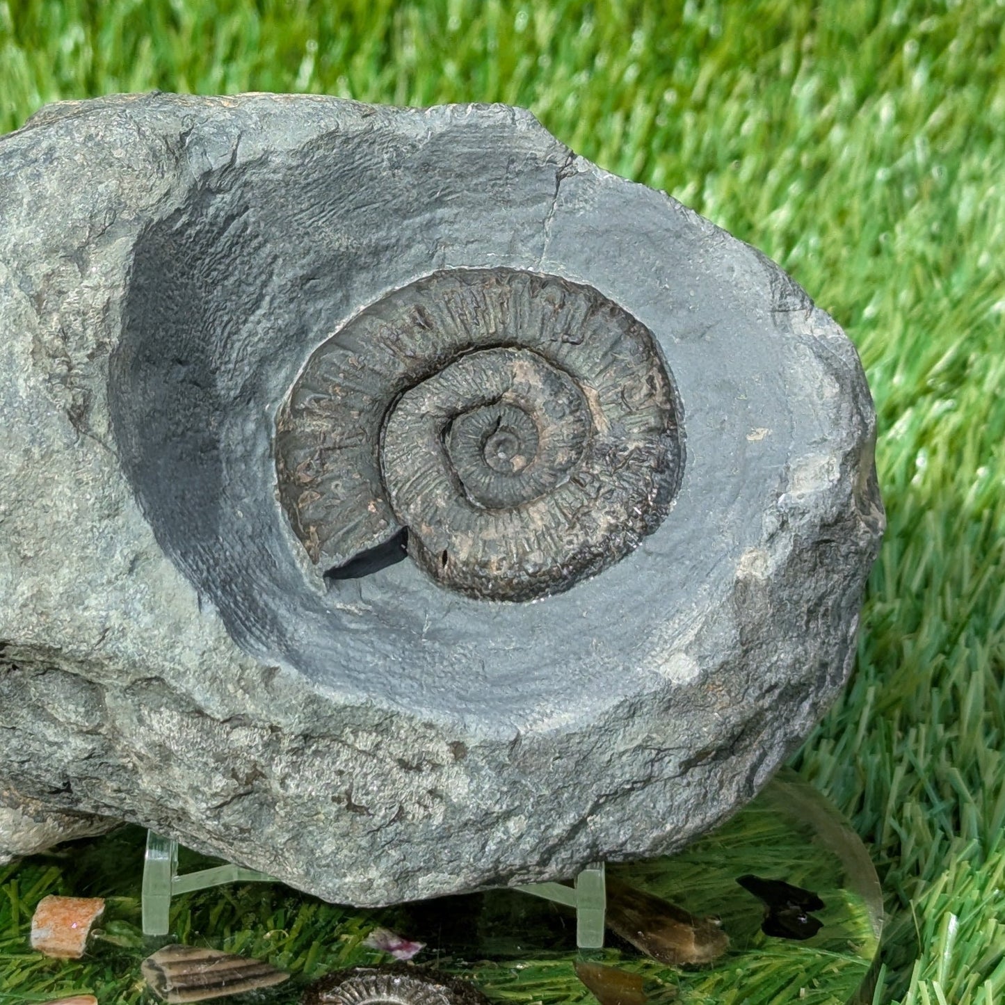 Fossil block of ammonite, belemnite, shells and wood North Yorkshire fossils - North Yorkshire Fossils