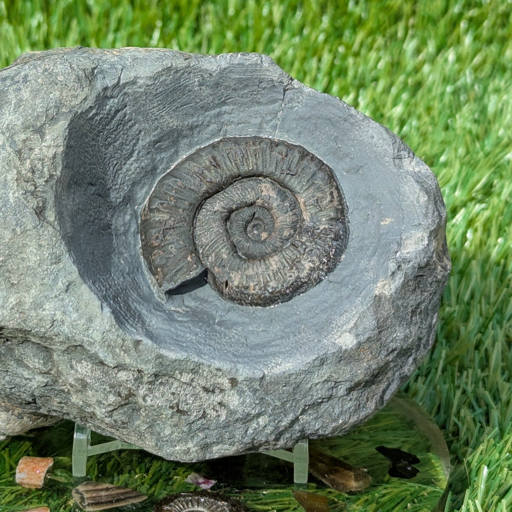 Fossil block of ammonite, belemnite, shells and wood North Yorkshire fossils - North Yorkshire Fossils
