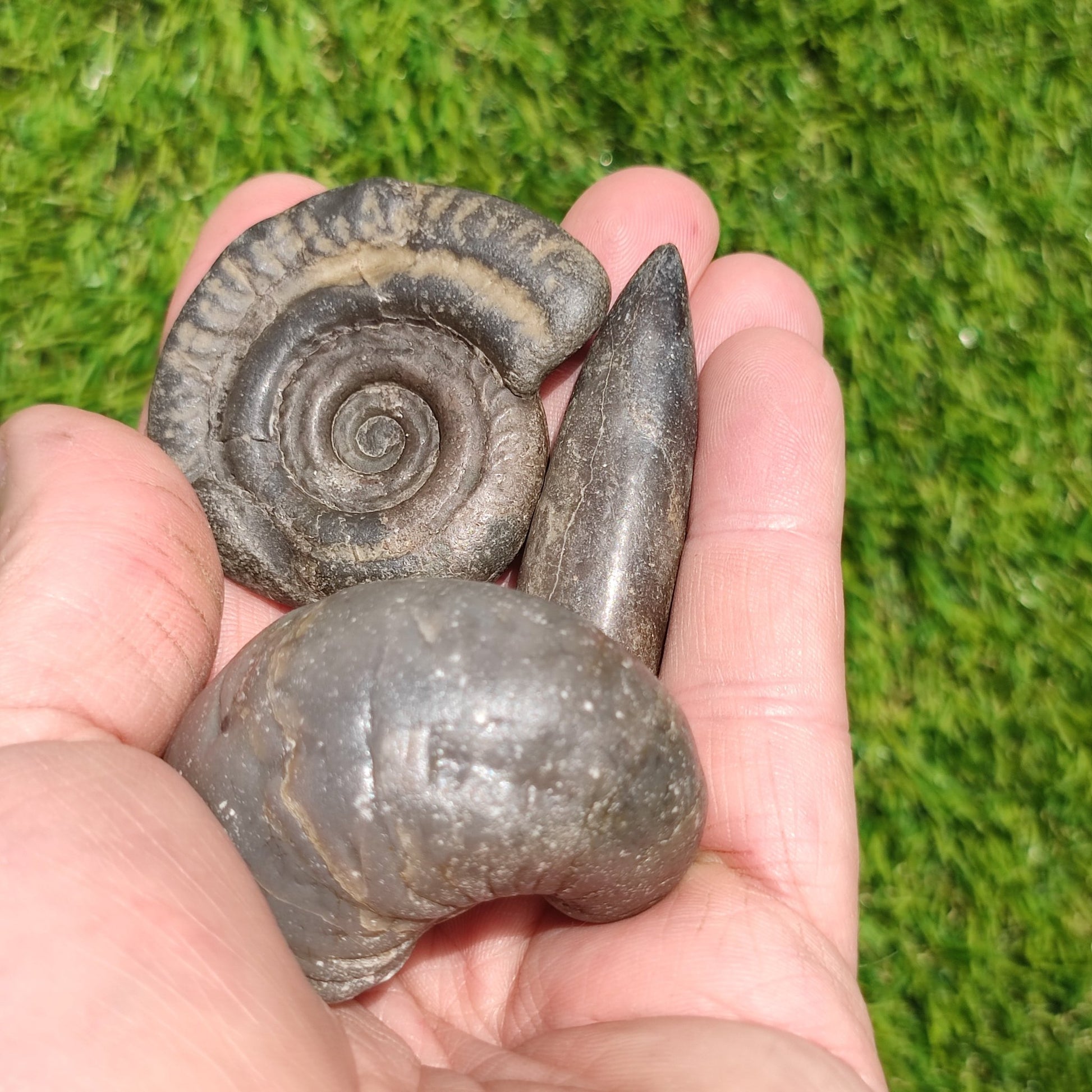 Fossil bundle Hildoceras ammonite Belemnite Gryphea - North Yorkshire Fossils