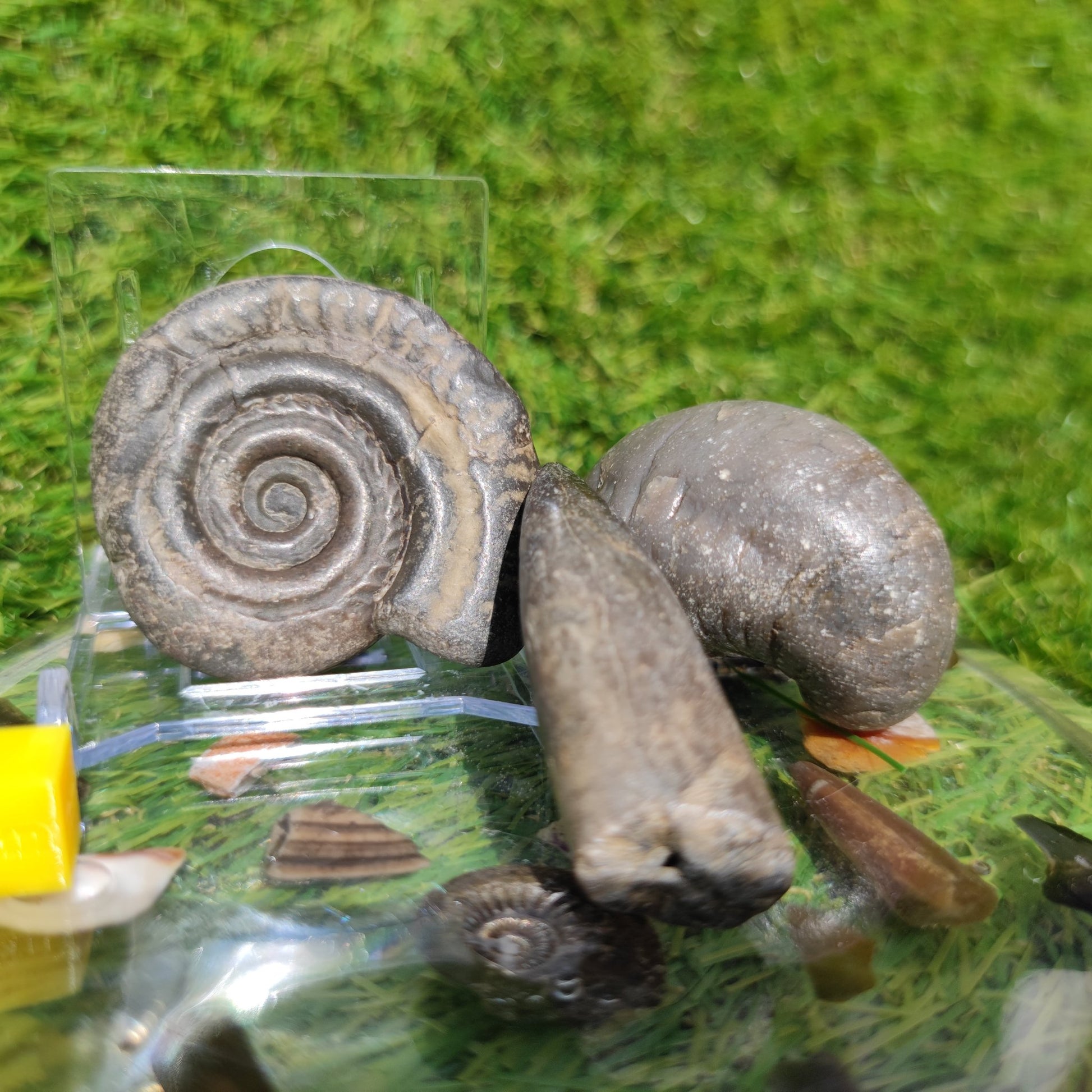 Fossil bundle Hildoceras ammonite Belemnite Gryphea - North Yorkshire Fossils