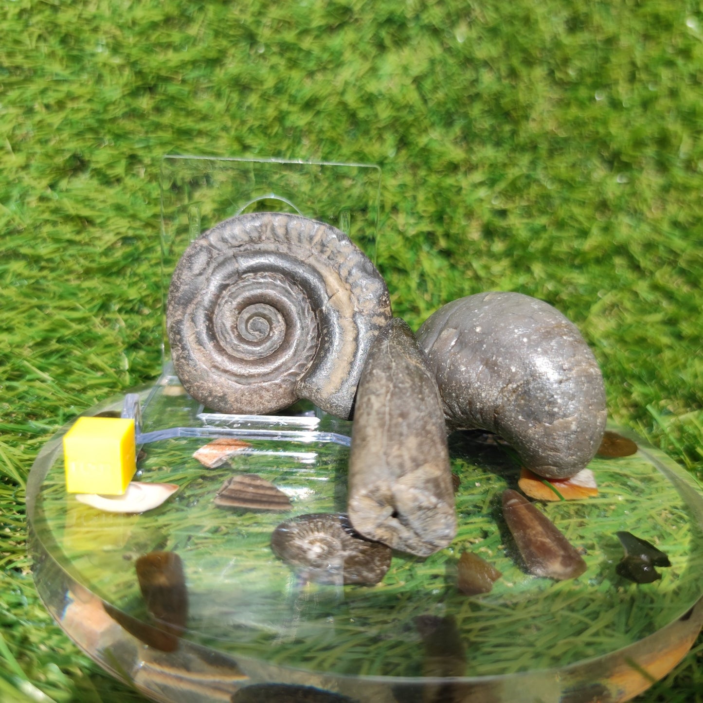 Fossil bundle Hildoceras ammonite Belemnite Gryphea - North Yorkshire Fossils