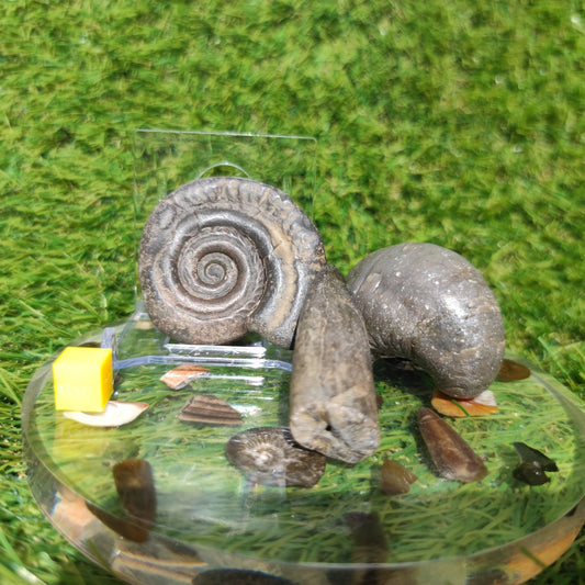 Fossil bundle Hildoceras ammonite Belemnite Gryphea - North Yorkshire Fossils