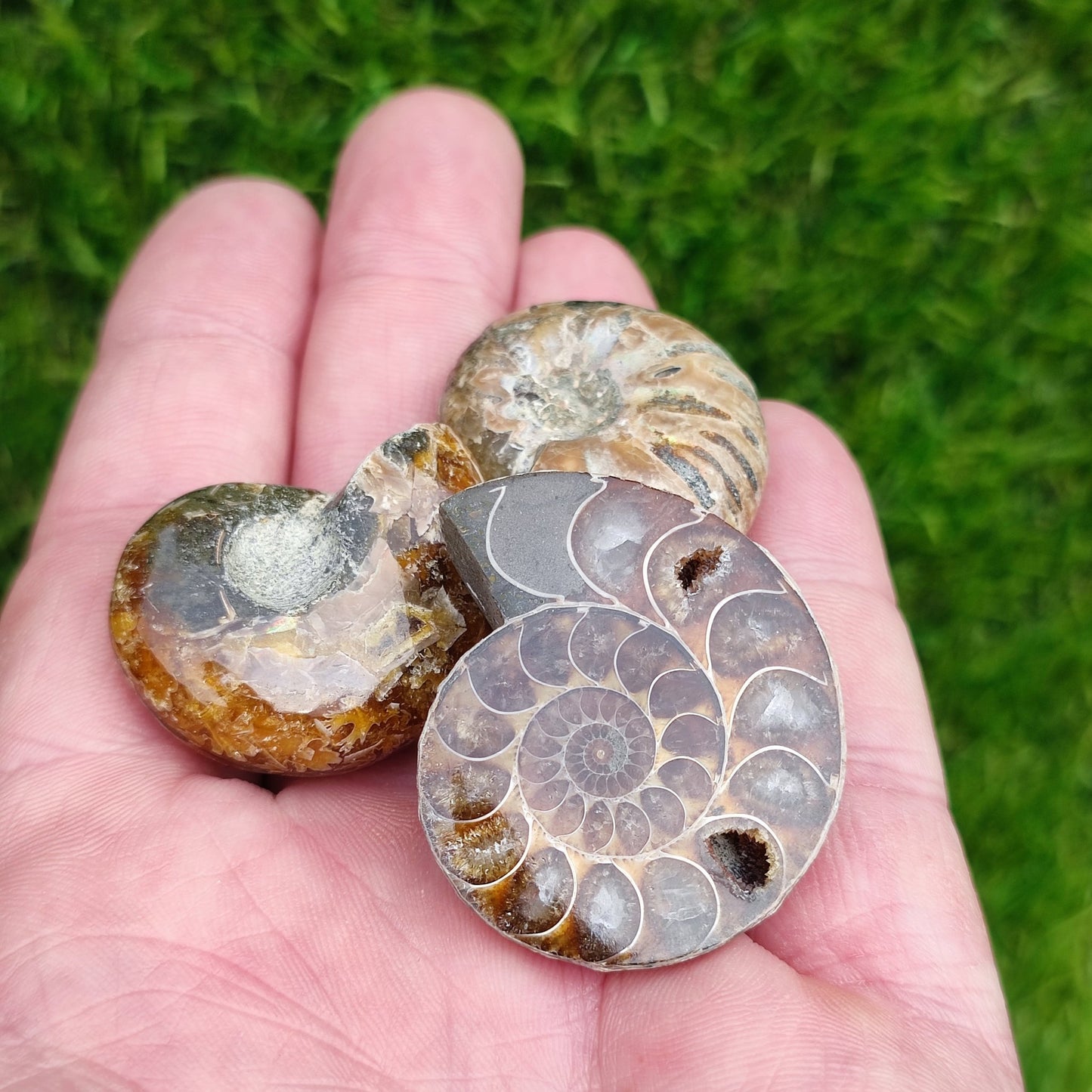 Fossil bundle of 3 ammonites - North Yorkshire Fossils