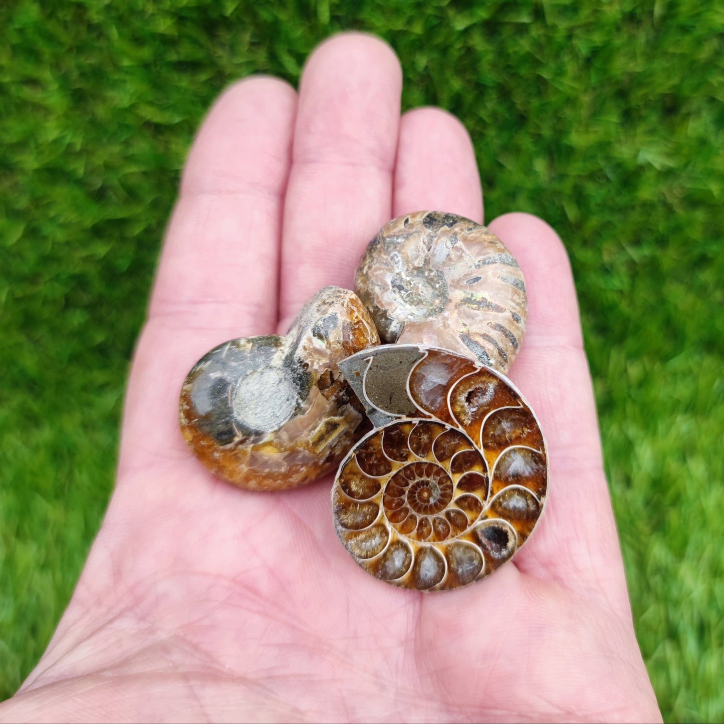 Fossil bundle of 3 ammonites - North Yorkshire Fossils