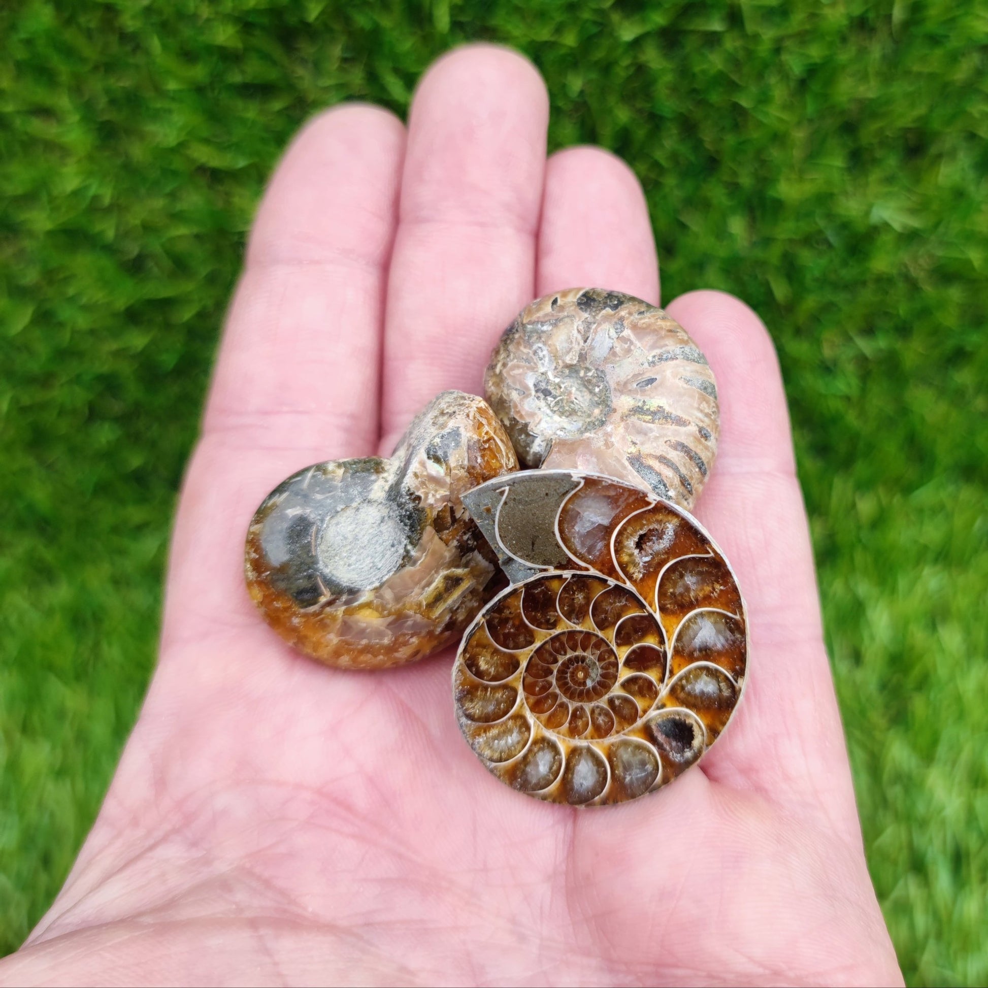 Fossil bundle of 3 ammonites - North Yorkshire Fossils