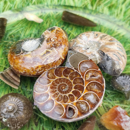Fossil bundle of 3 ammonites - North Yorkshire Fossils