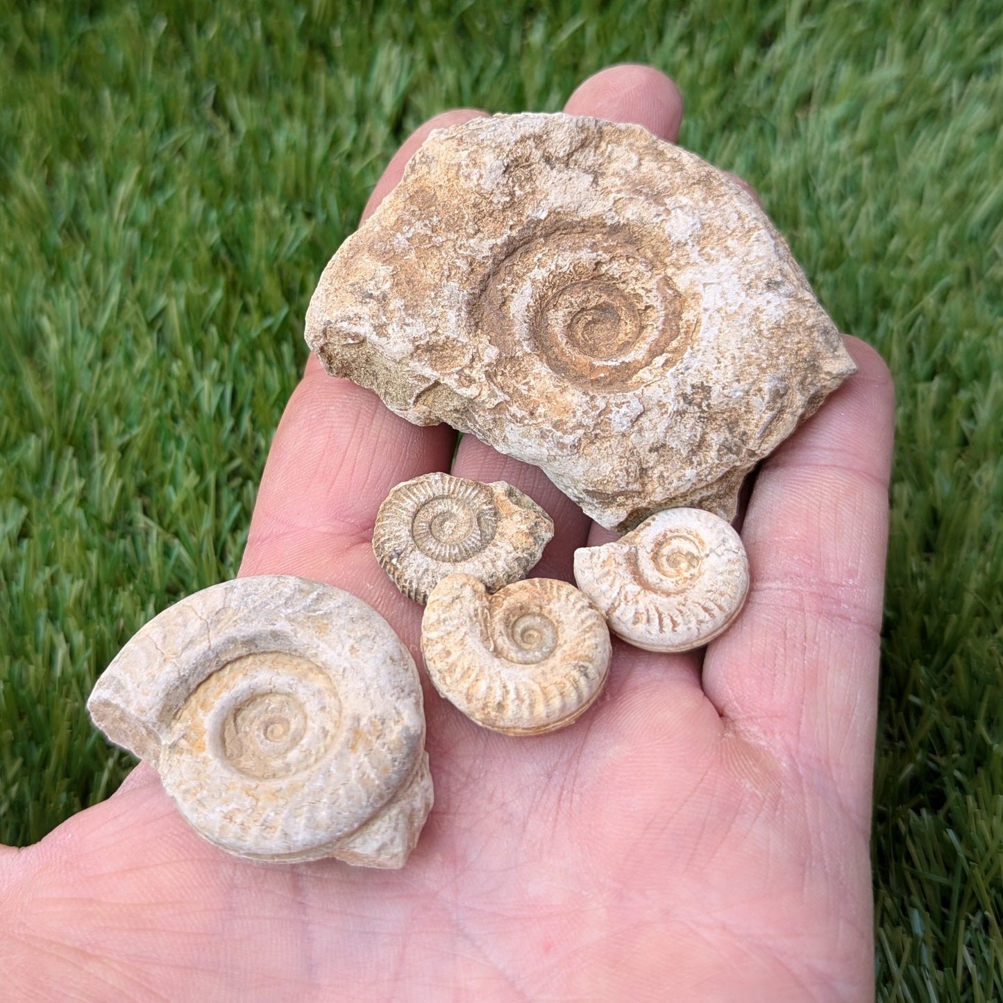 Fossil bundle of 5 Somerset ammonites - North Yorkshire Fossils