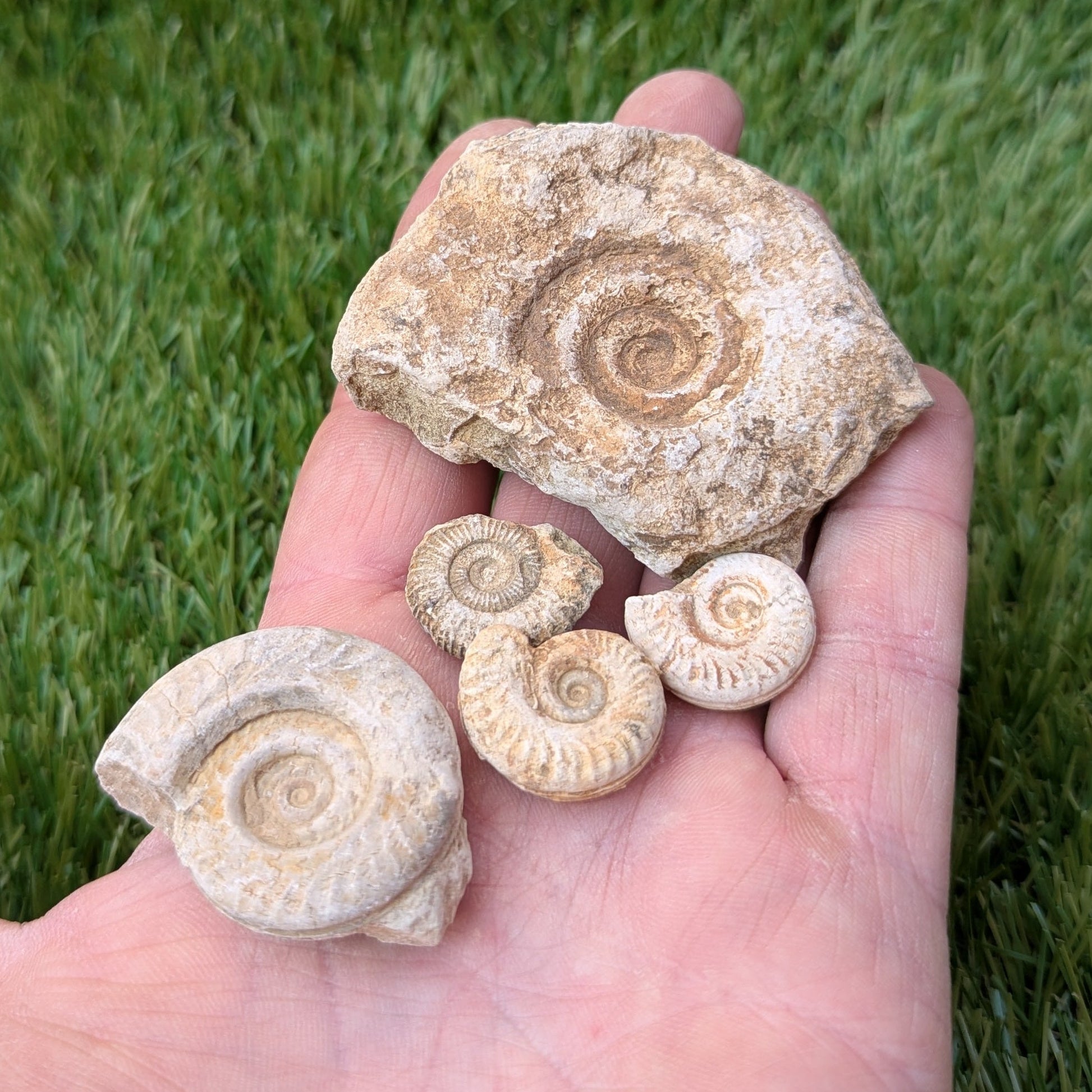 Fossil bundle of 5 Somerset ammonites - North Yorkshire Fossils
