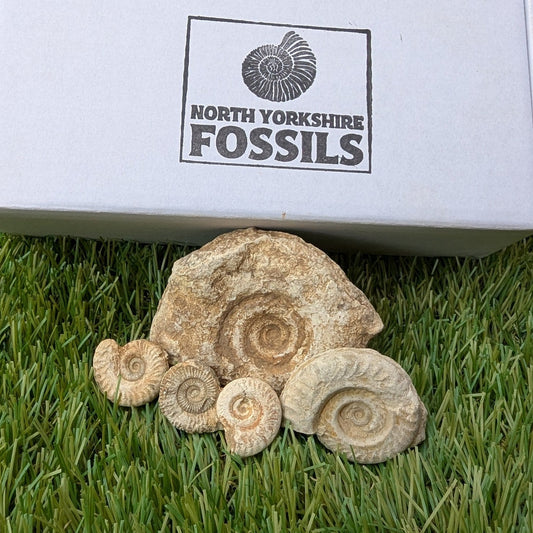 Fossil bundle of 5 Somerset ammonites - North Yorkshire Fossils
