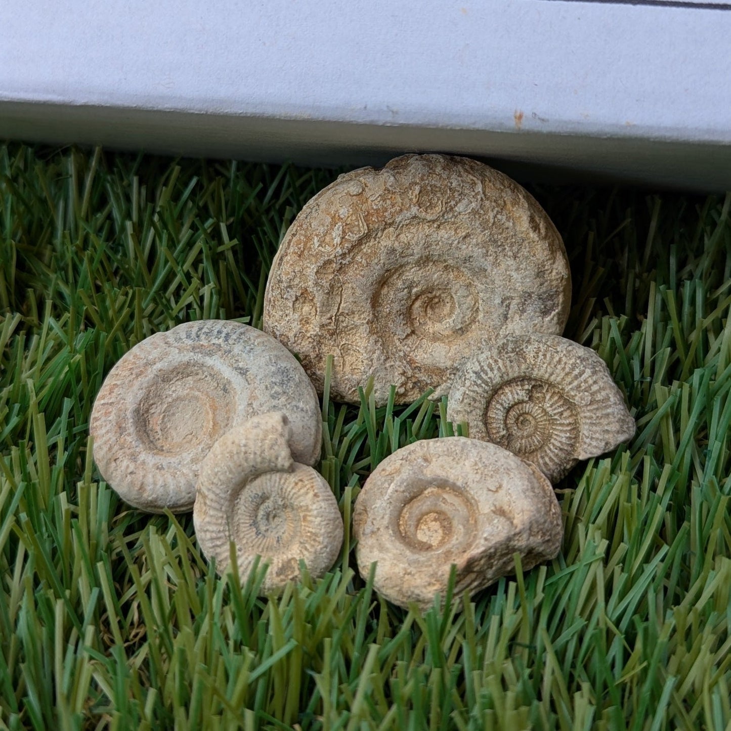 Fossil bundle of 5 Somerset ammonites - North Yorkshire Fossils